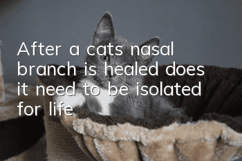After a cat’s nasal branch is healed, does it need to be isolated for life?