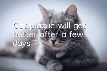 Cat plague will get better after a few days
