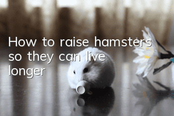 How to raise hamsters so they can live longer