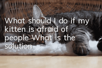 What should I do if my kitten is afraid of people? What is the solution?