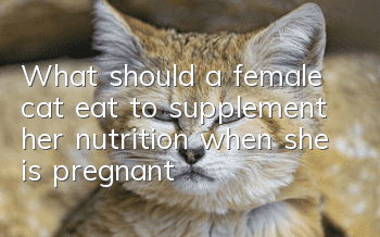 What should a female cat eat to supplement her nutrition when she is pregnant?