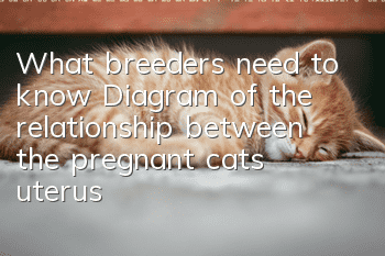 What breeders need to know: Diagram of the relationship between the pregnant cat’s uterus and fetus