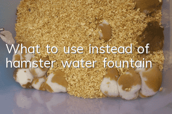 What to use instead of hamster water fountain