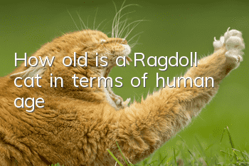 How old is a Ragdoll cat in terms of human age?