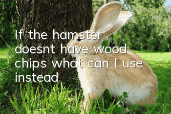 If the hamster doesn’t have wood chips, what can I use instead?