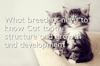 What breeders need to know: Cat tooth structure and growth and development
