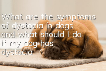 What are the symptoms of dystocia in dogs, and what should I do if my dog has dystocia?
