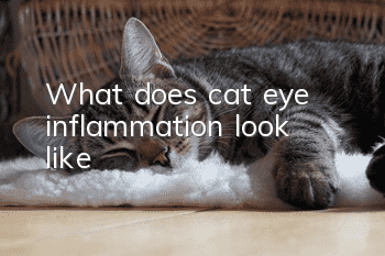 What does cat eye inflammation look like?