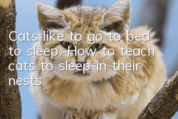 Cats like to go to bed to sleep. How to teach cats to sleep in their nests?