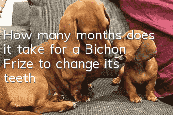 How many months does it take for a Bichon Frize to change its teeth?