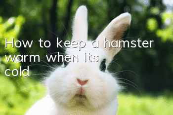 How to keep a hamster warm when it's cold
