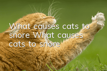 What causes cats to snore? What causes cats to snore?