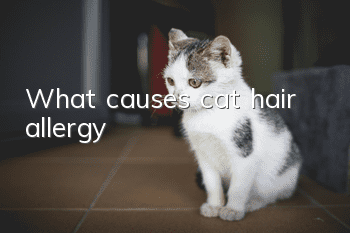 What causes cat hair allergy?