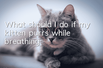 What should I do if my kitten purrs while breathing?