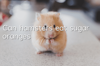 Can hamsters eat sugar oranges?