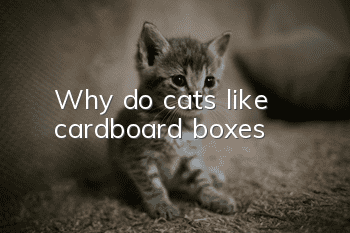 Why do cats like cardboard boxes?
