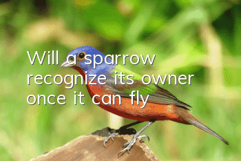 Will a sparrow recognize its owner once it can fly?