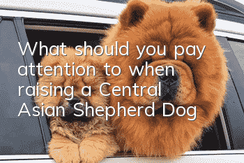 What should you pay attention to when raising a Central Asian Shepherd Dog?