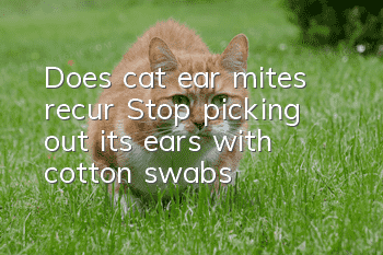 Does cat ear mites recur? Stop picking out its ears with cotton swabs!