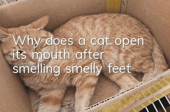 Why does a cat open its mouth after smelling smelly feet?