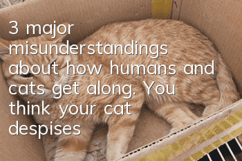3 major misunderstandings about how humans and cats get along. You think your cat despises you, but in fact it is saying it loves you.