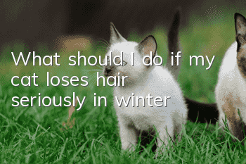 What should I do if my cat loses hair seriously in winter?