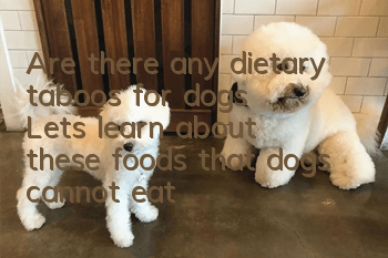 Are there any dietary taboos for dogs? Let’s learn about these foods that dogs cannot eat!
