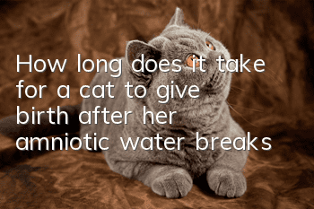 How long does it take for a cat to give birth after her amniotic water breaks?