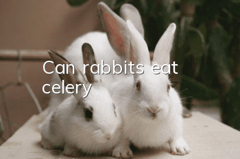 Can rabbits eat celery?