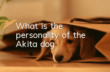 What is the personality of the Akita dog?