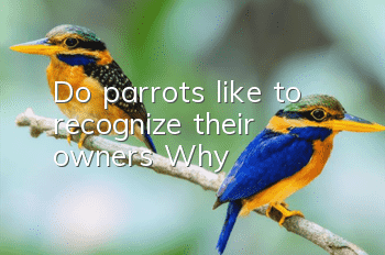 Do parrots like to recognize their owners? Why?