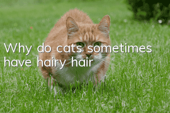Why do cats sometimes have hairy hair?
