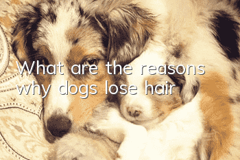 What are the reasons why dogs lose hair?