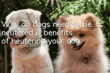 Why do dogs need to be neutered? 8 benefits of neutering your dog!