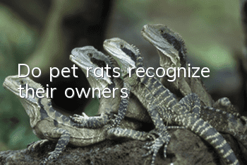 Do pet rats recognize their owners?