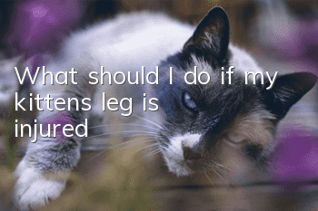 What should I do if my kitten’s leg is injured?