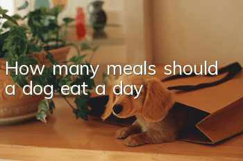 How many meals should a dog eat a day?