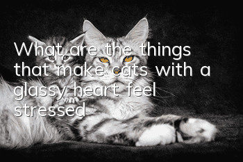 What are the things that make cats with a glassy heart feel stressed?