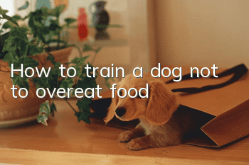 How to train a dog not to overeat food