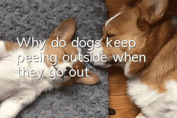 Why do dogs keep peeing outside when they go out?