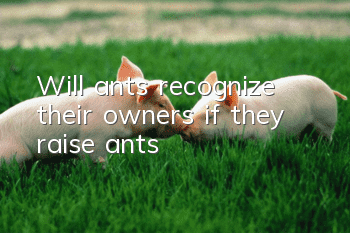 Will ants recognize their owners if they raise ants?