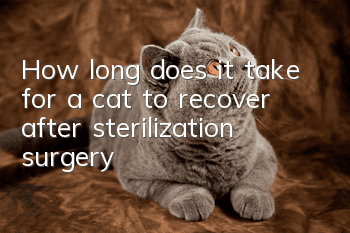 How long does it take for a cat to recover after sterilization surgery?