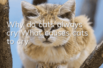 Why do cats always cry? What causes cats to cry?