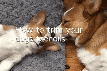 How to trim your dog’s toenails