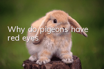 Why do pigeons have red eyes?