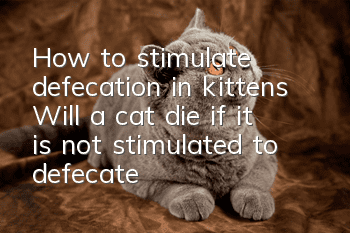 How to stimulate defecation in kittens? Will a cat die if it is not stimulated to defecate?