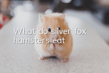 What do silver fox hamsters eat?
