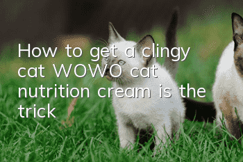 How to get a clingy cat? WOWO cat nutrition cream is the trick