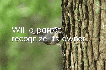 Will a parrot recognize its owner?