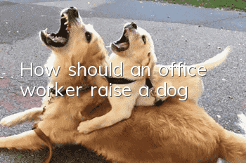How should an office worker raise a dog?